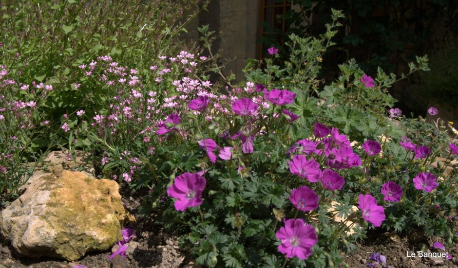 Герань Geranium x hybridum "Bloom time"