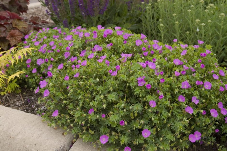 Герань (Geranium) sanguineum Max frei