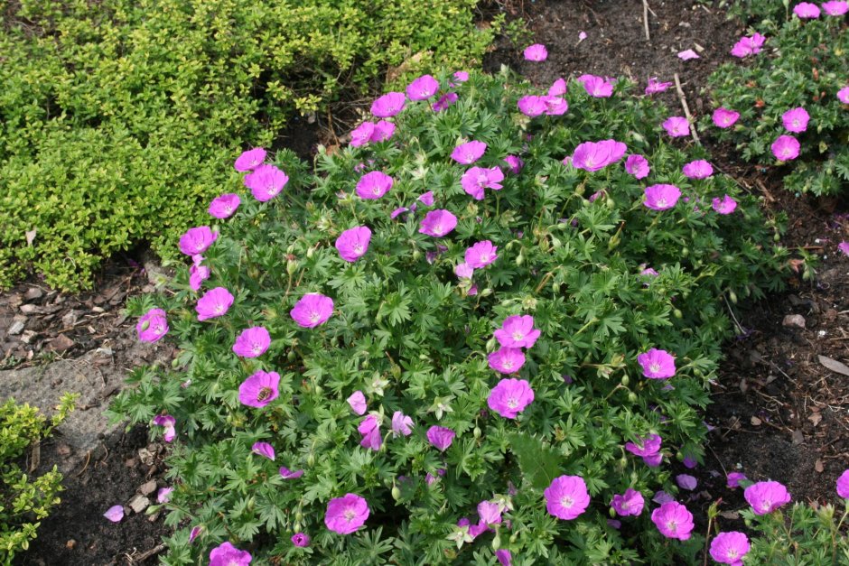 Герань кроваво-красная Пинк диадем Geranium sanguineum Pink Diadem