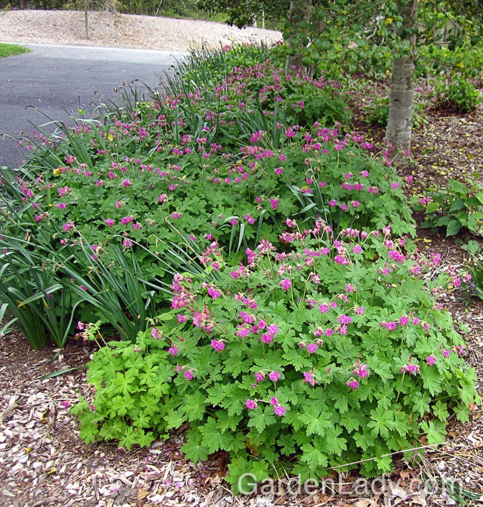 Герань крупнокорневищная (Geranium macrorrhizum &#96;Spessart&#96;)