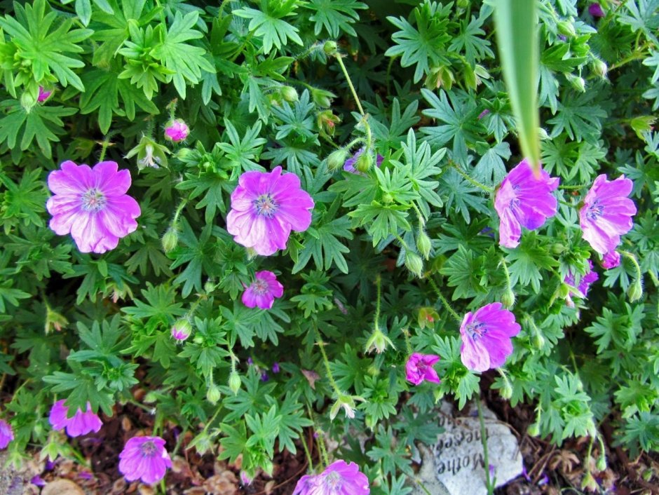 Герань (Geranium) sanguineum Max frei