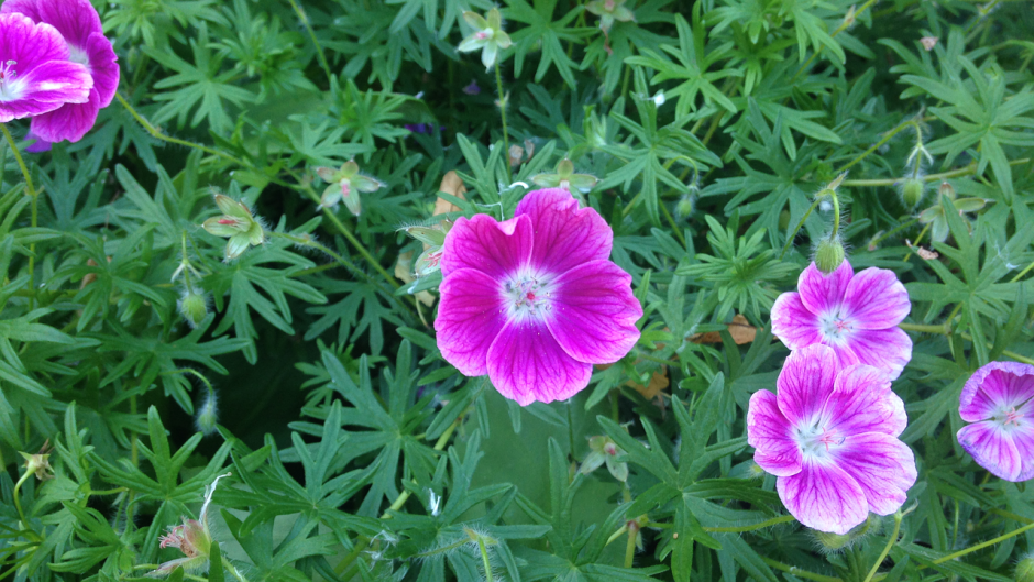 Hardy Geranium