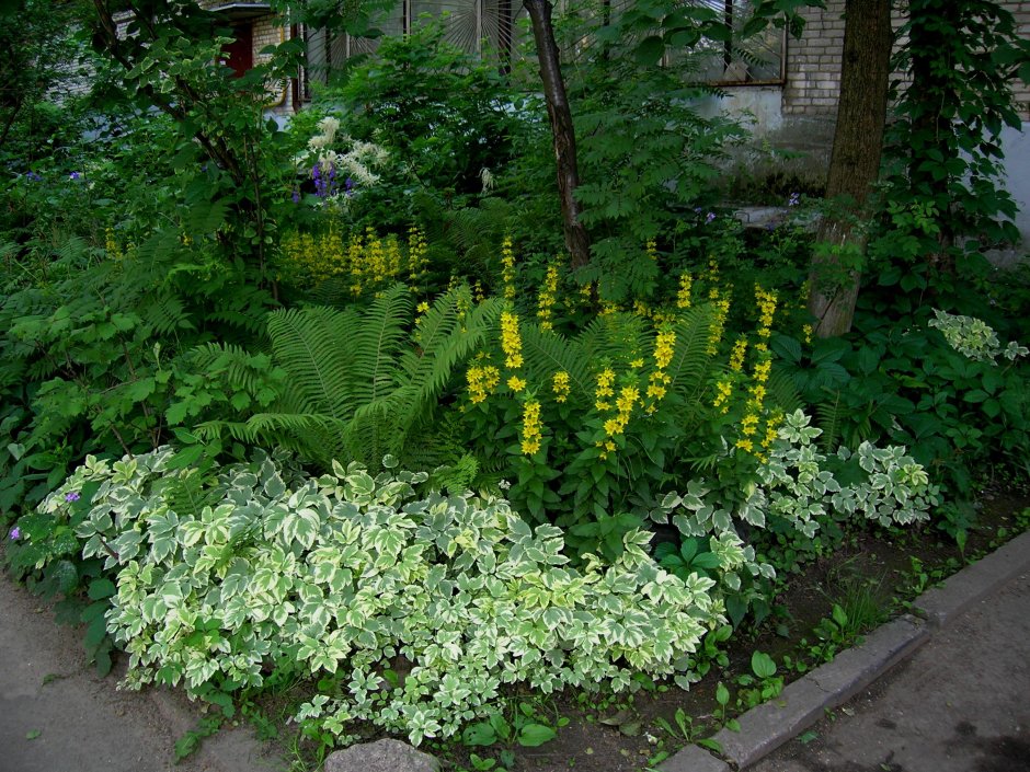 Вербейник монетчатый ампельный