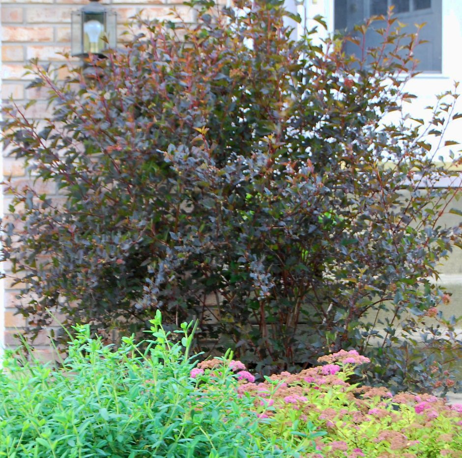 Пузыреплодник калинолистный (Physocarpus opulifolius `little Joker`)