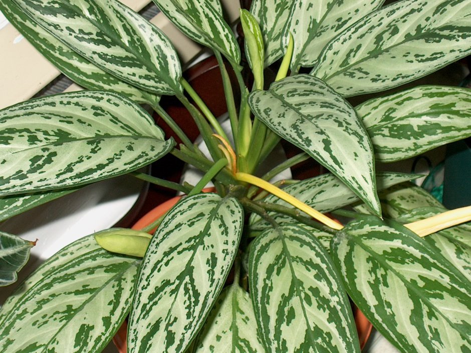 Leon with Plant