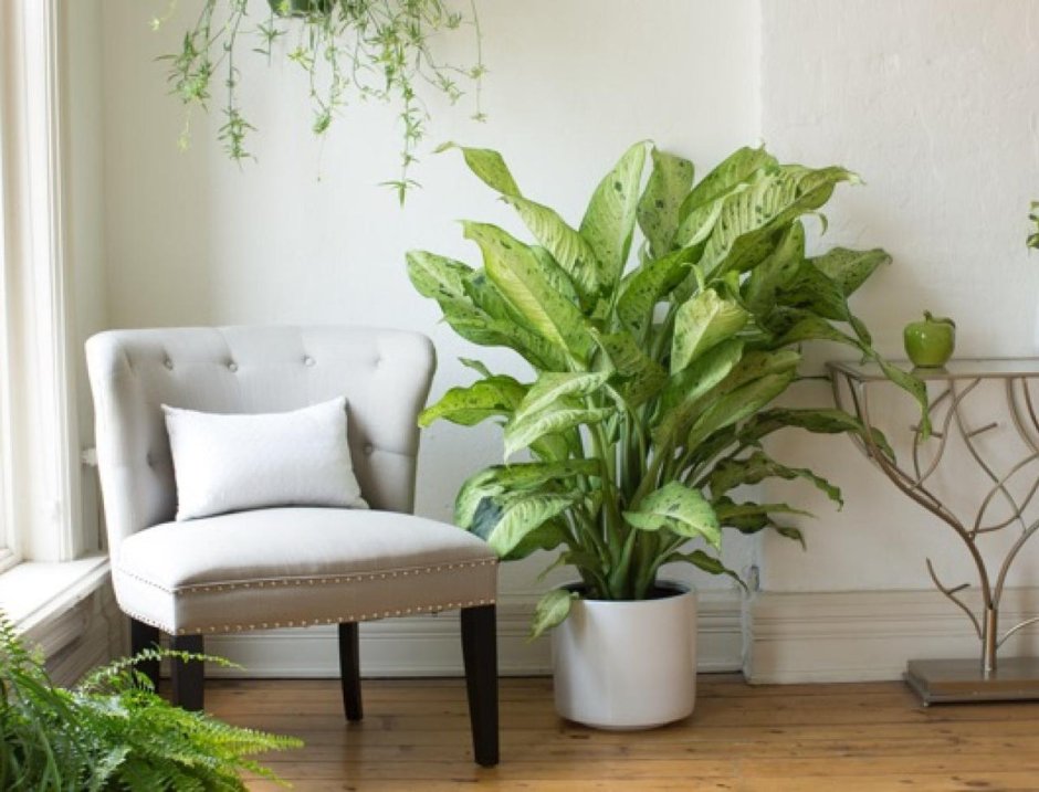 Chinese Evergreens Aglaonema