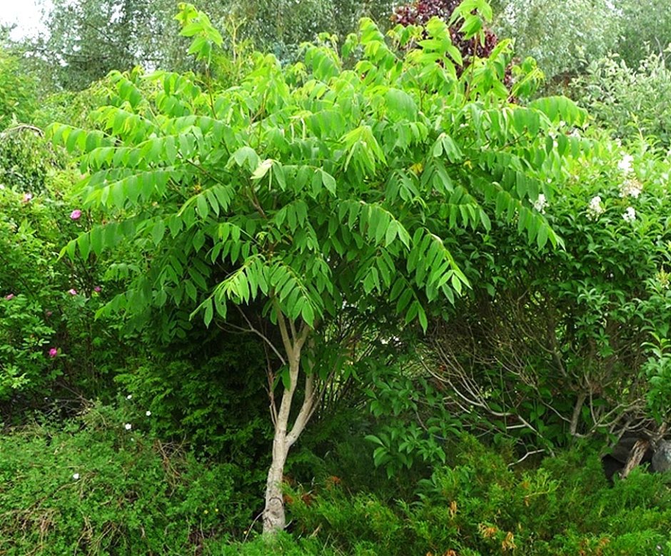 Орех маньчжурский (Juglans nigra l.)