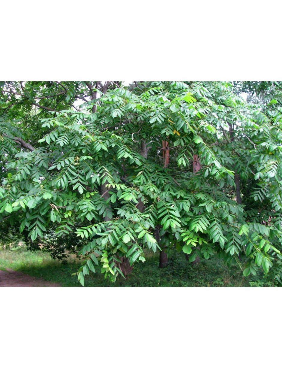Бархат Амурский – Phellodendron amurense Rupr