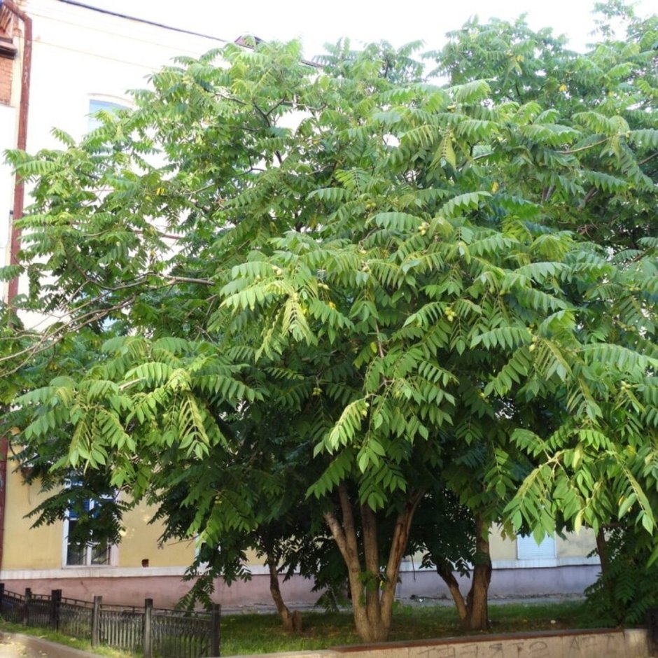 Juglans mandshurica дерево