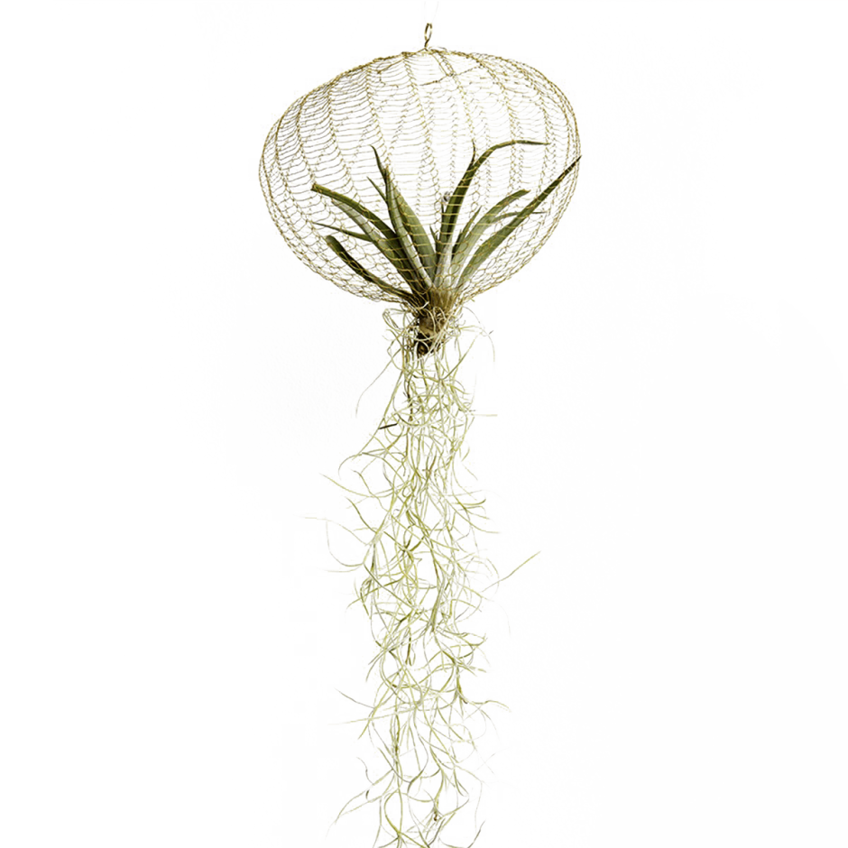 Воздушные растения тилландсии