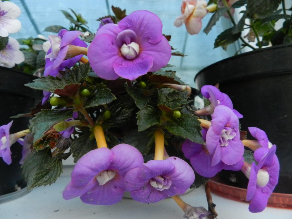 Ахименес Lavender Bliss