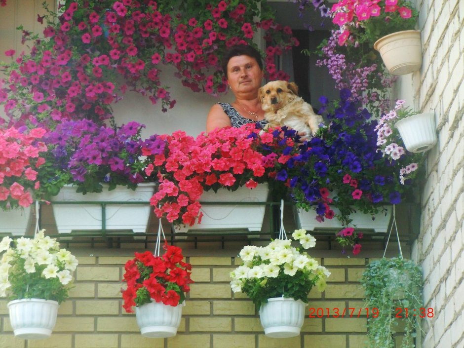 Ахименес Дрим тайм