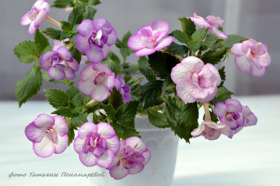 Ахименес Double Pink Rose