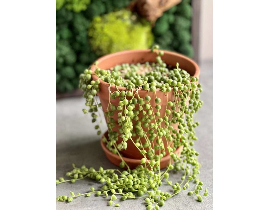 Суккулент горошек