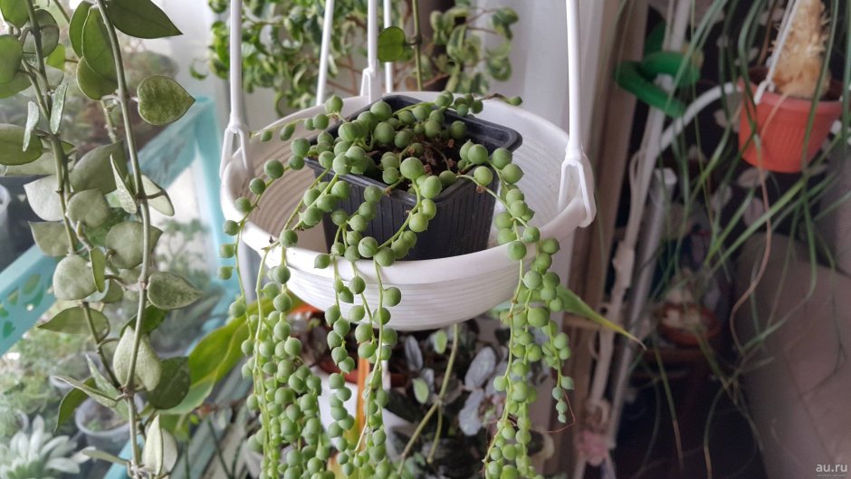 String of Pearls Plant