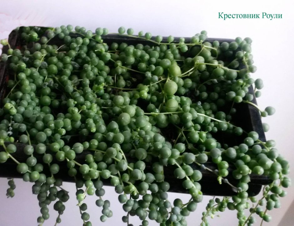 Крестовник Роули вариегатный ( "жемчужное ожерелье"