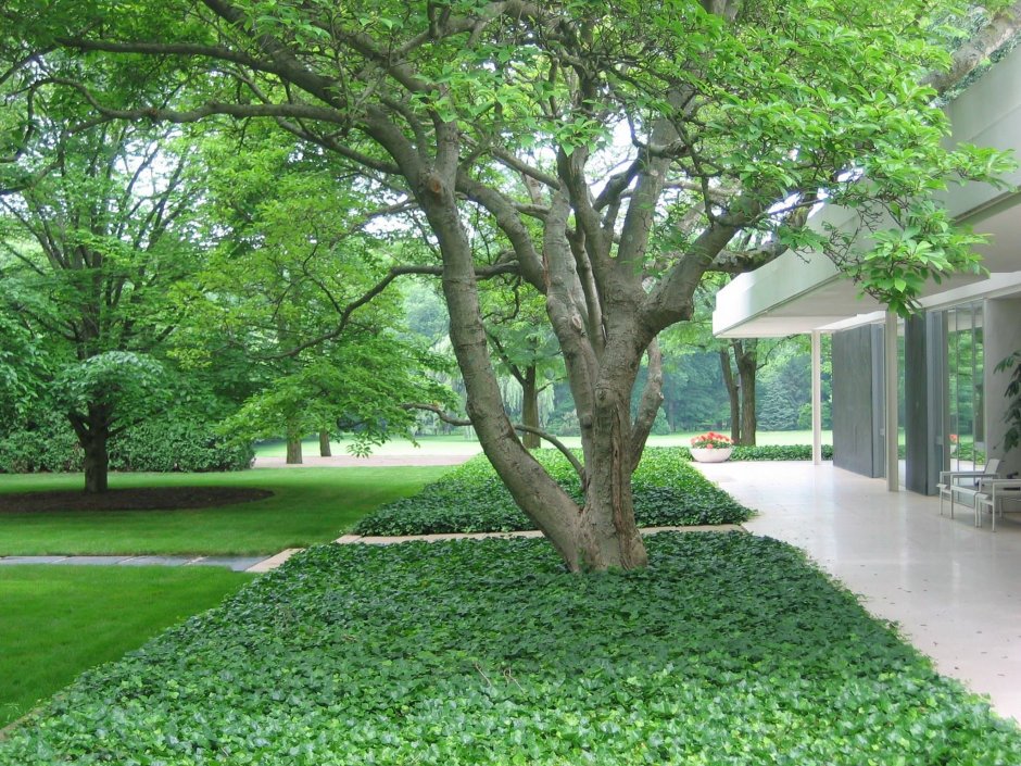 Pachysandra procumbens