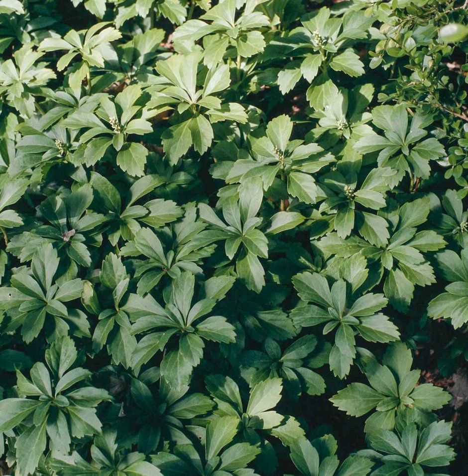 Пахизандра верхушечная variegata