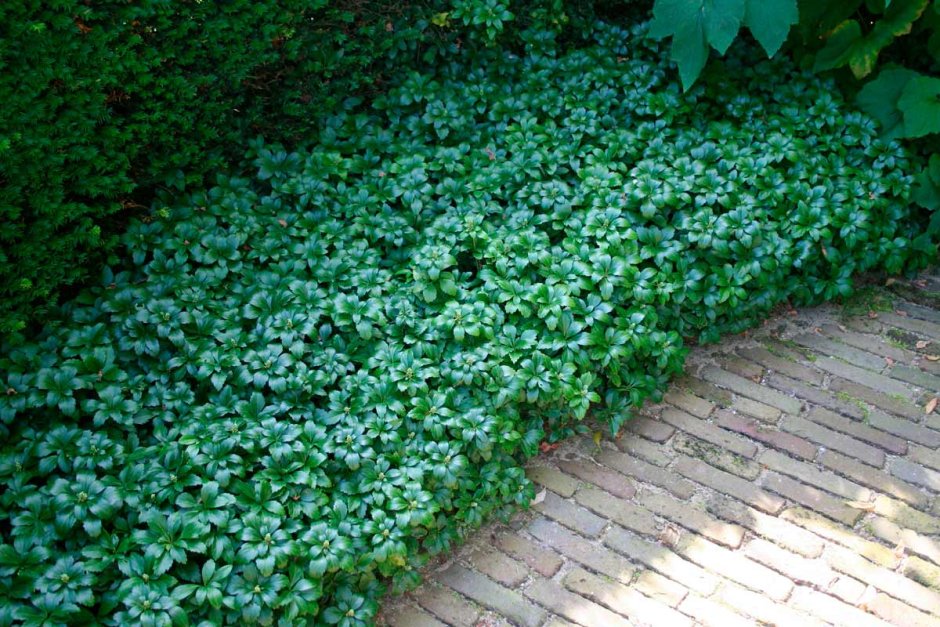 Пахизандра верхушечная Green Carpet