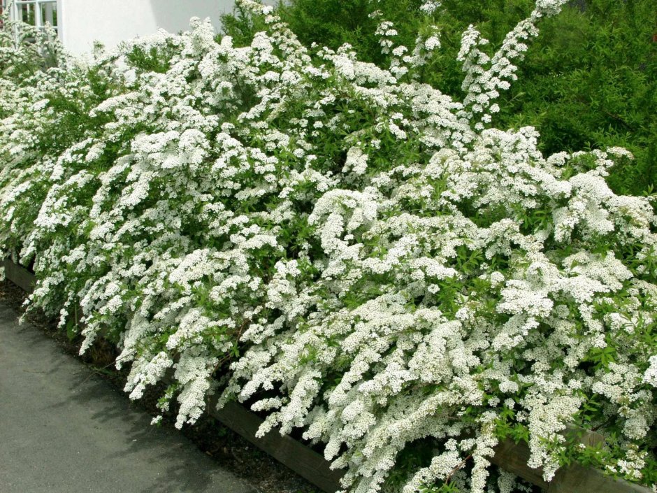 Спирея серая (Spiraea cinerea `Grefsheim`)