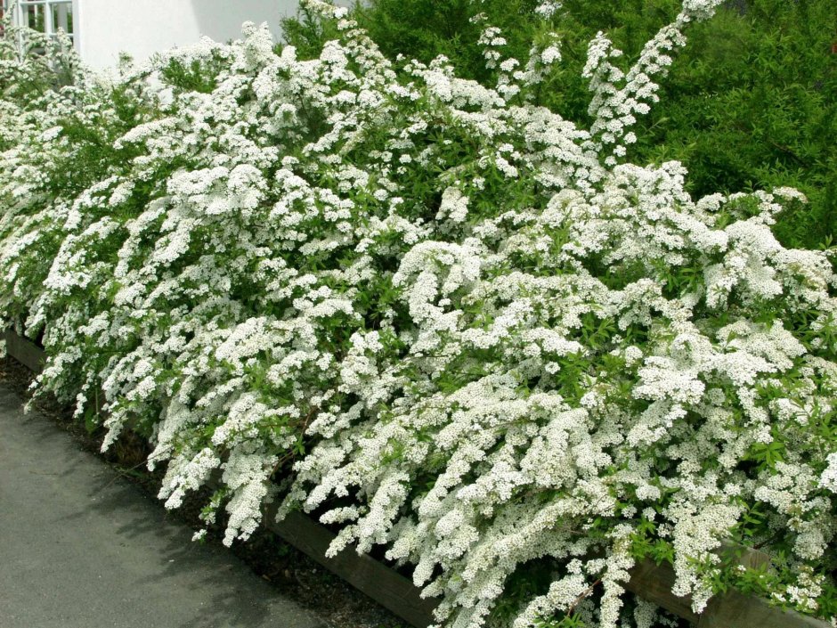 Спирея серая (Spiraea cinerea &#96;Grefsheim&#96;)