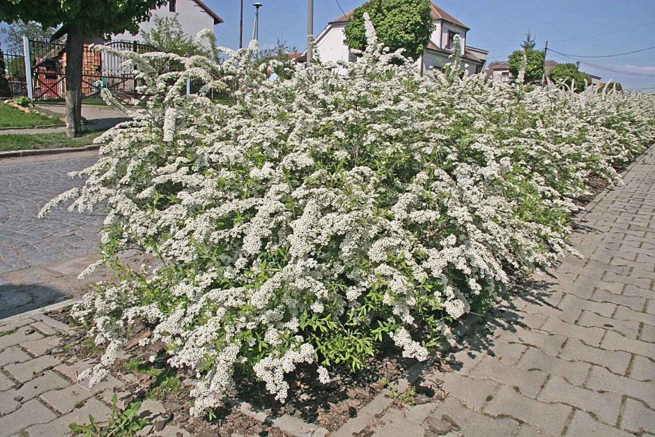 Спирея Грефшейм