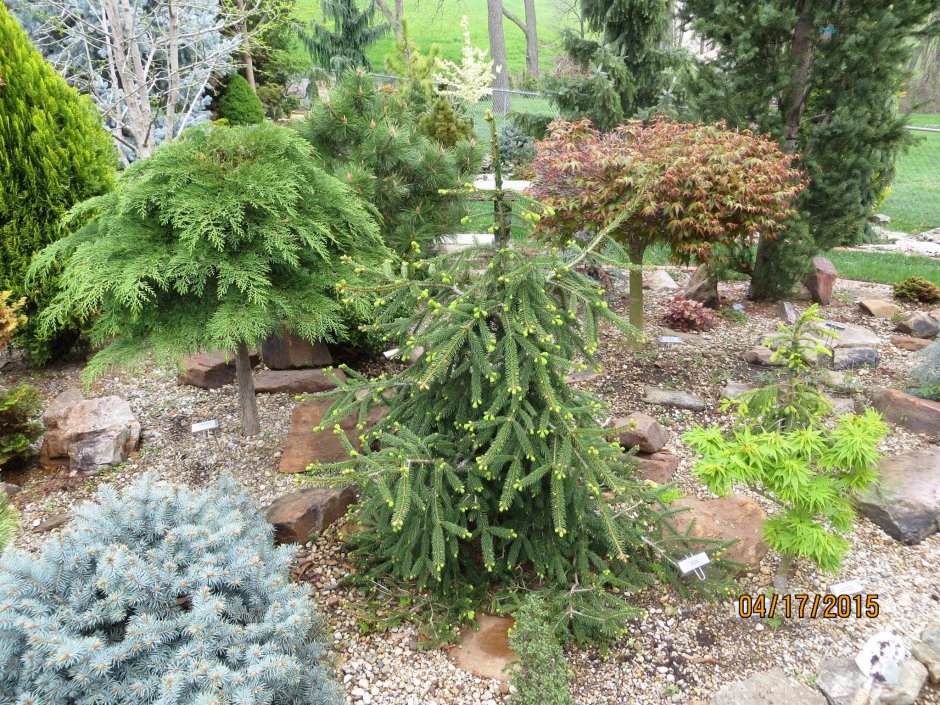 Picea Abies tompa