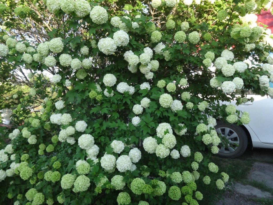 Гортензия метельчатая little Lime