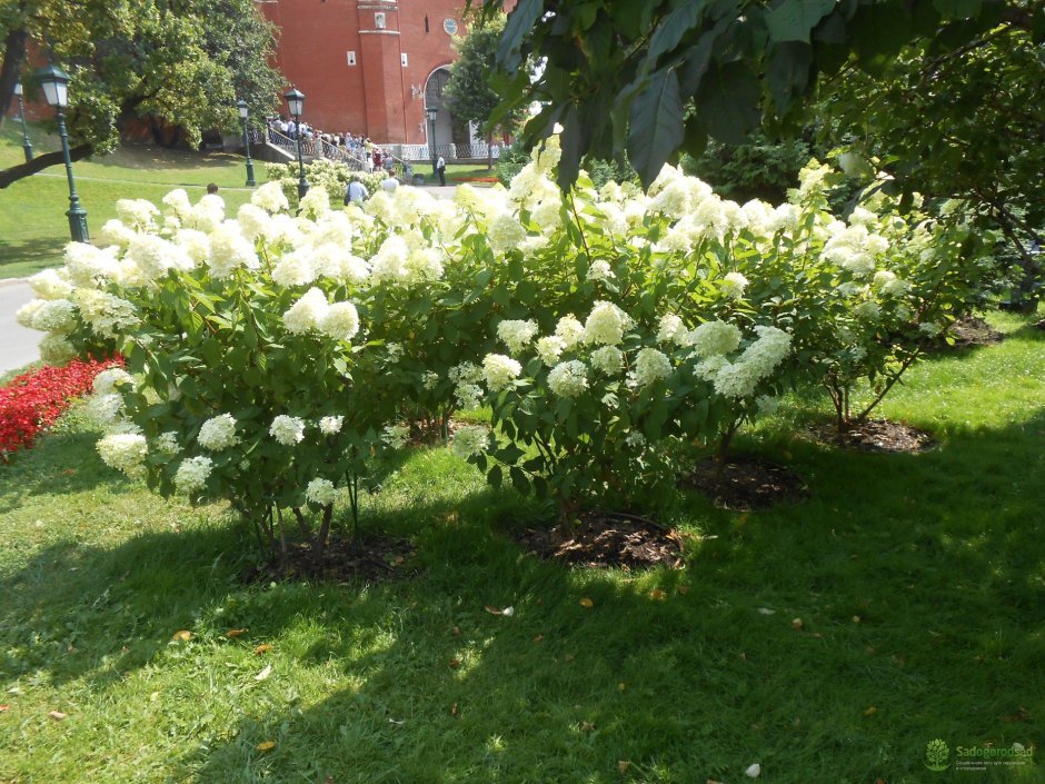 Калина бульденеж