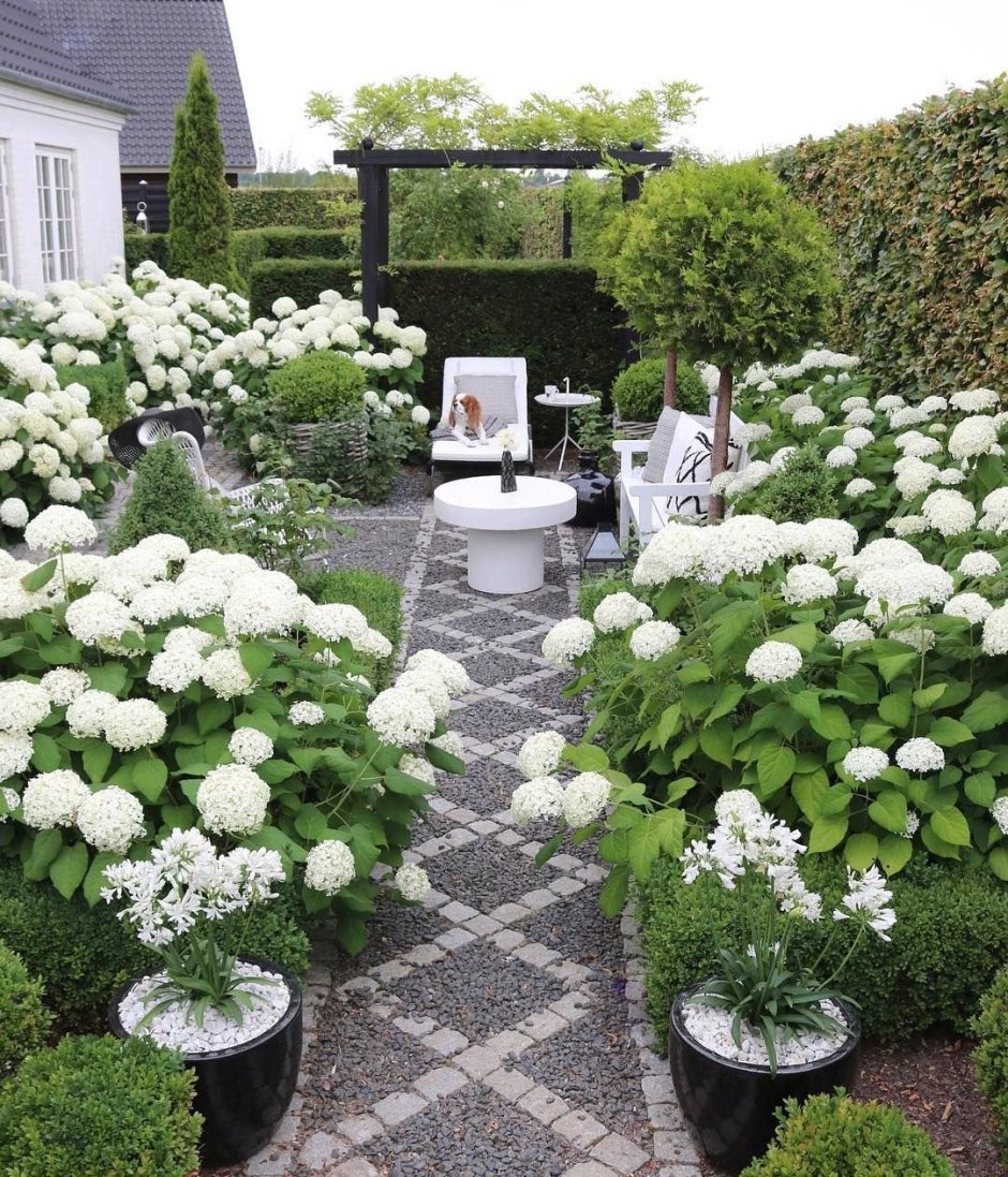 Гортензия древовидная grandiflora