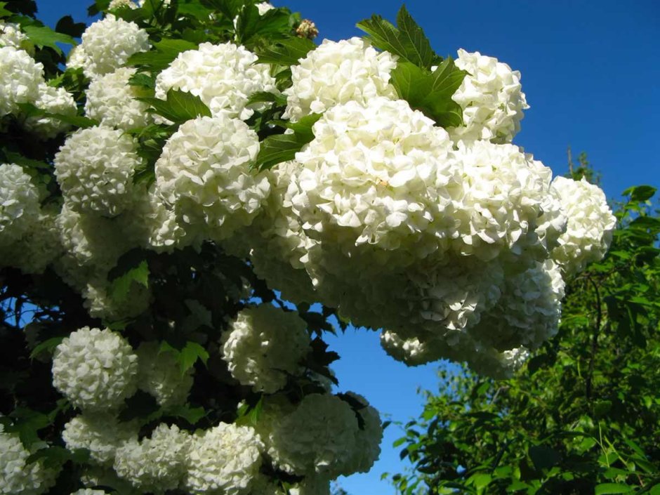 Калина бульденеж Розеум