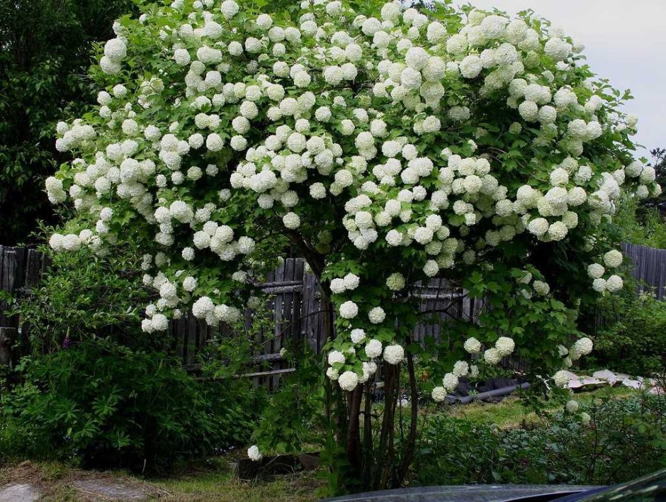 Гортензия бульденеж кустарник