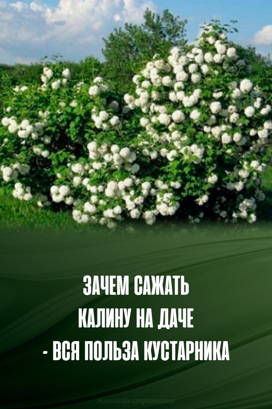 Катальпа и гортензия