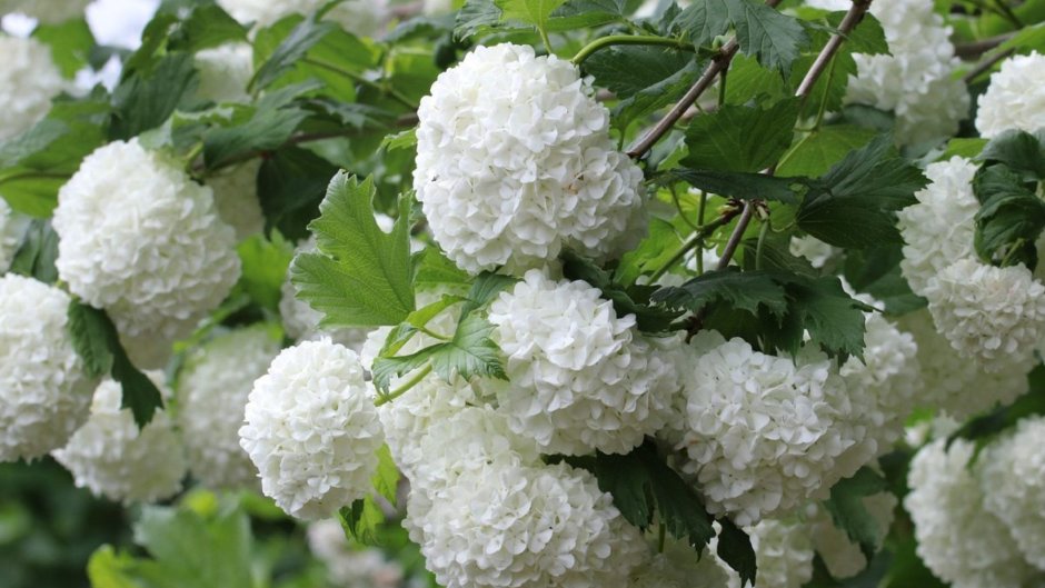 Кустарник Калина бульденеж