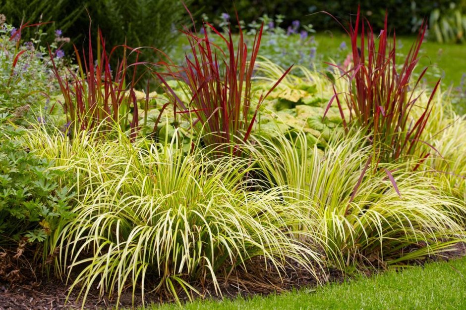 Ковыль тончайший (Stipa tenuissima)