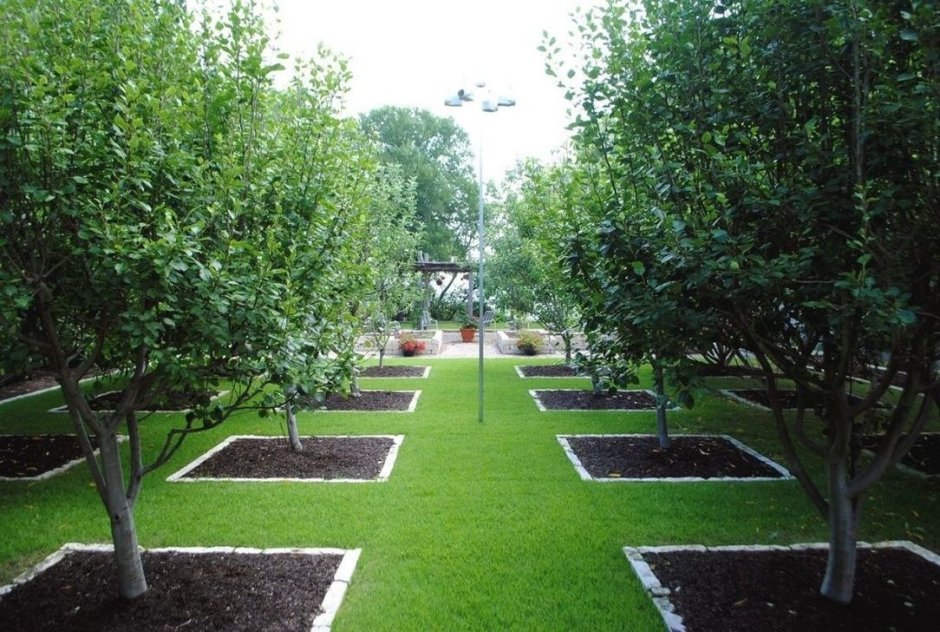Яблоневый сад ландшафтный дизайн