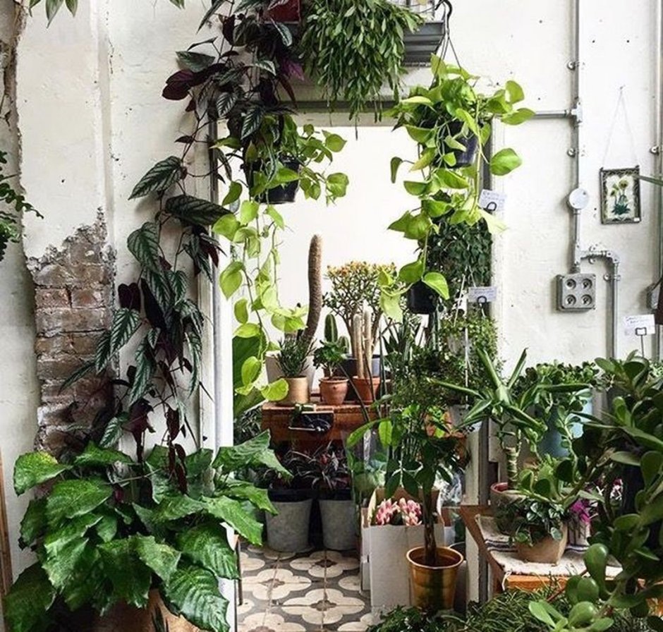 Много растений в доме