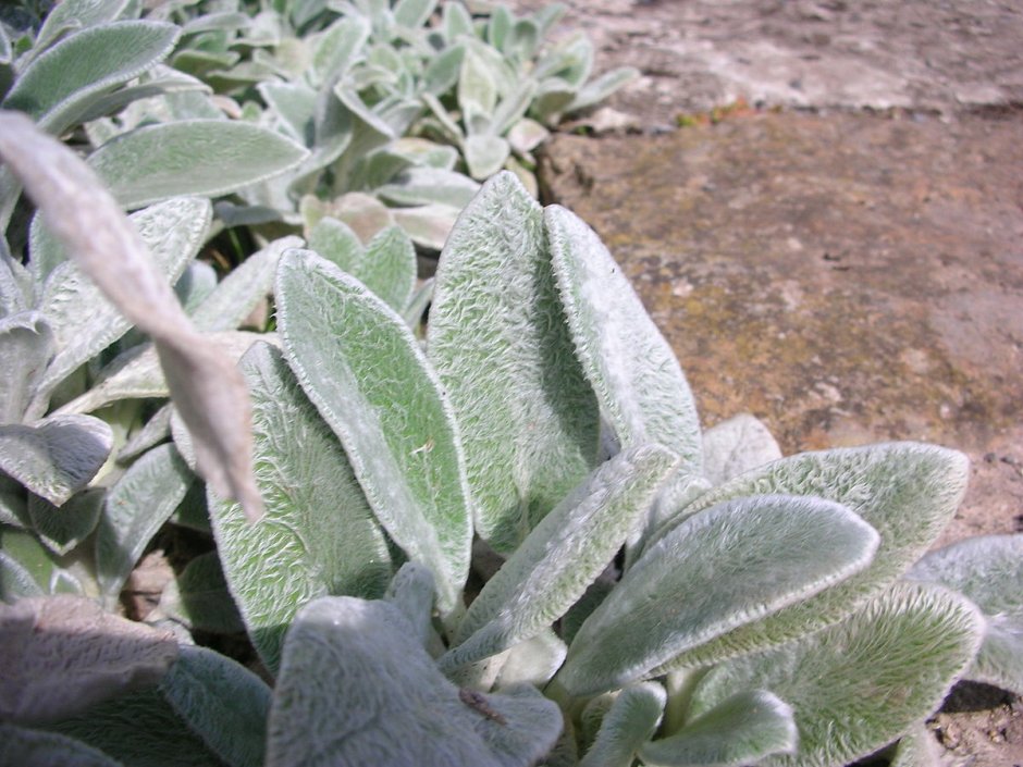 Стахис шерстистый (чистец) "Stachys Lanata"