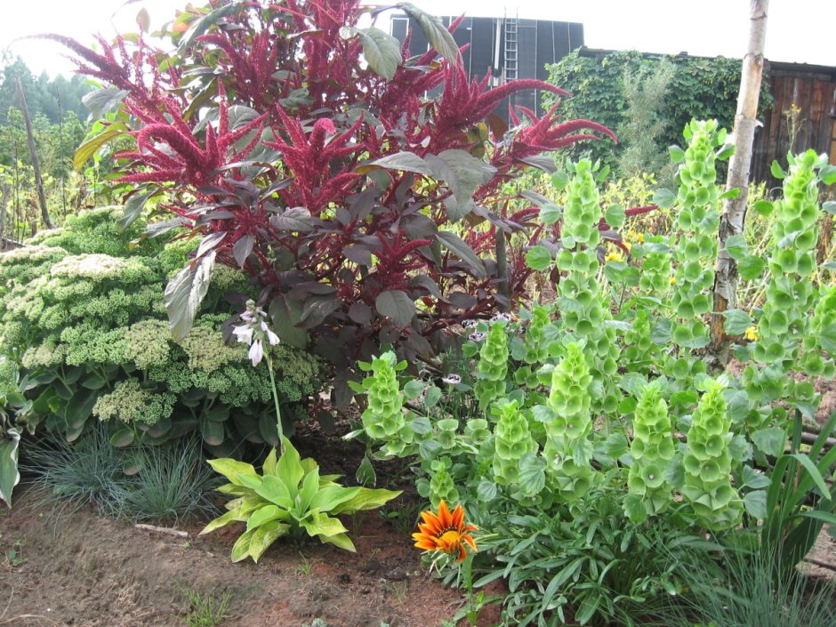 Целозия на даче фото оформление участка на даче