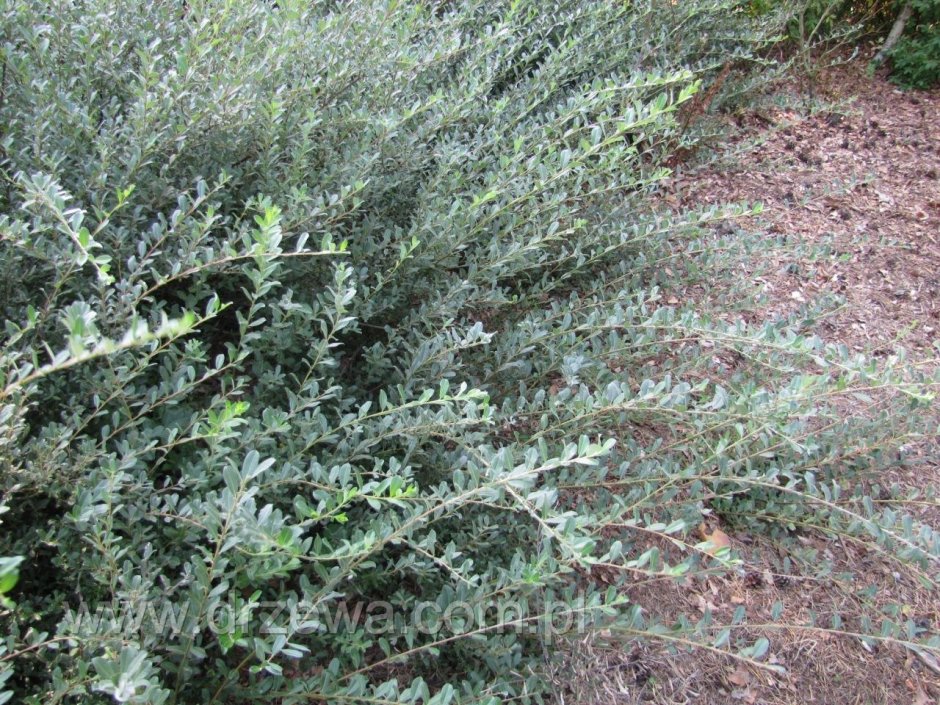 Ива ползучая "argentea" ("Аргентеа")