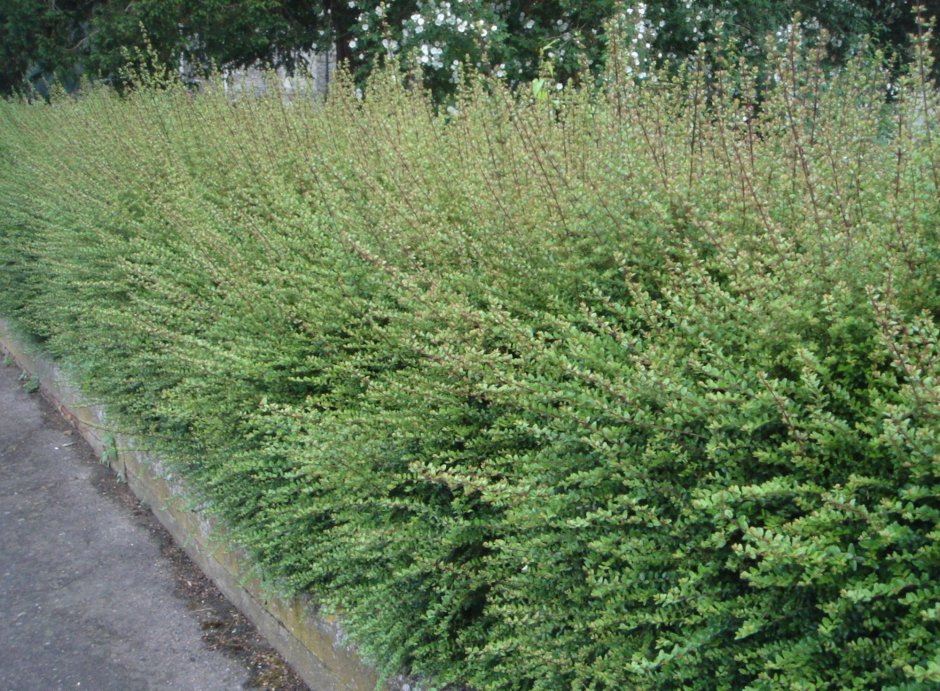 Ива ползучая (Salix repens)