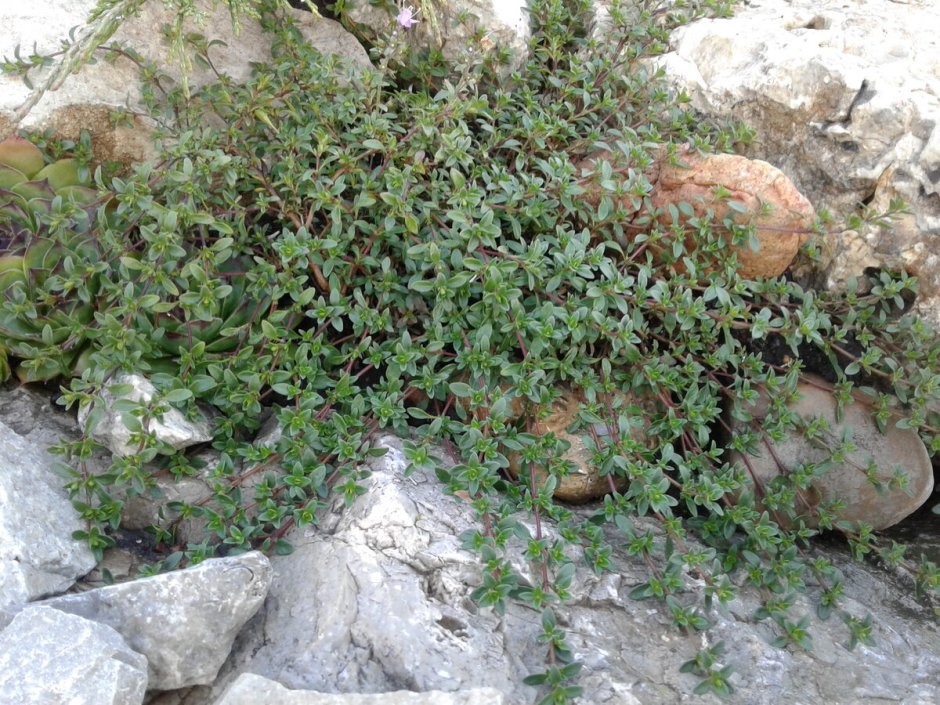 Salix швейцарская