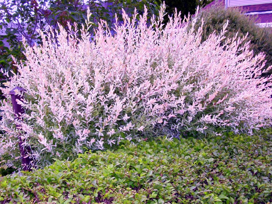 Ива ползучая Аргентеа Salix repens argentea