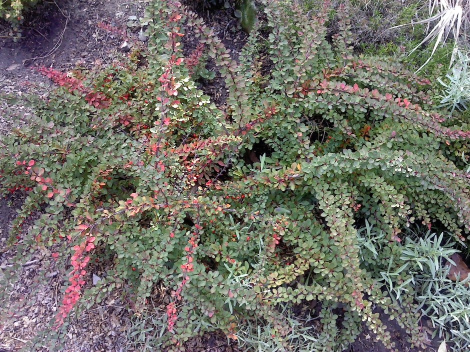 Ива ползучая (Salix repens)