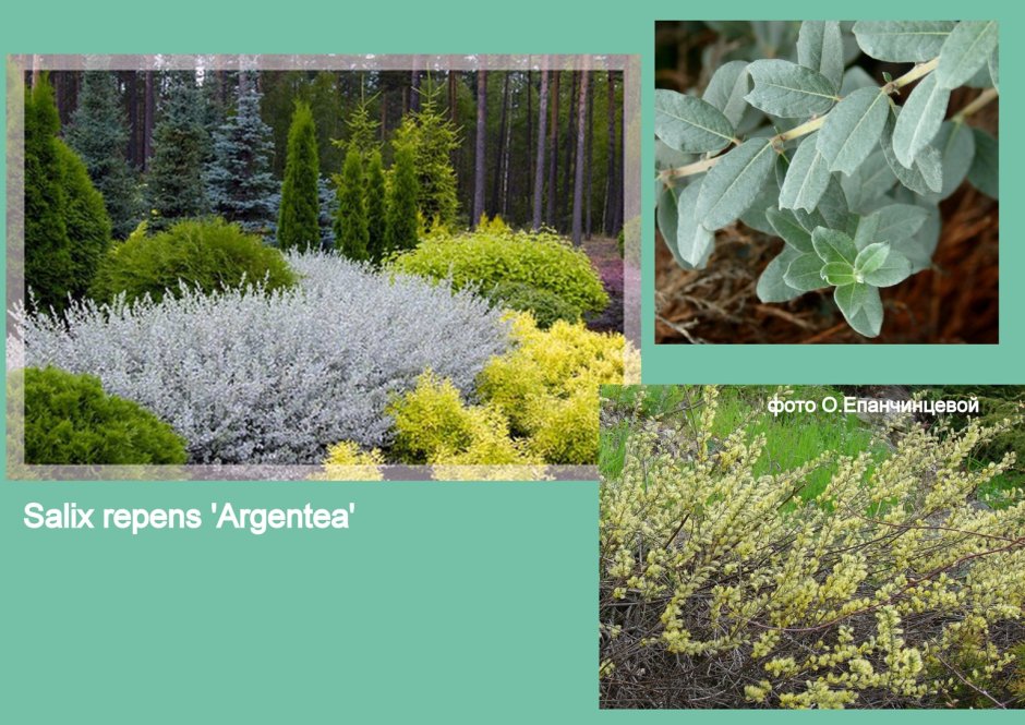 Ива ползучая Salix repens nitida