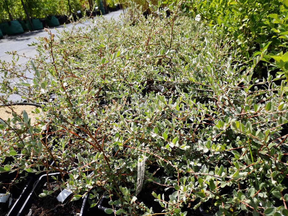 Salix lapponum