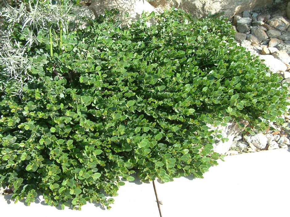 Ива пурпурная Salix purpurea “pendula”
