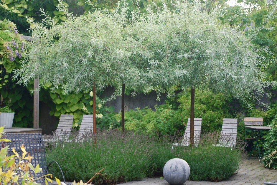Salix 'Tuhkimo'