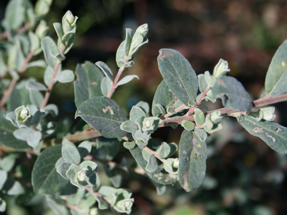 Ива Salix Lanata