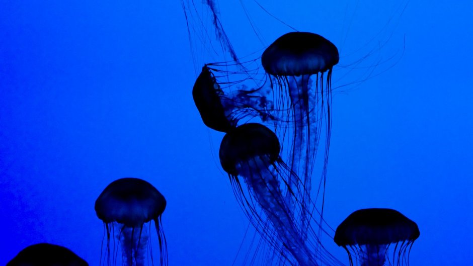 Turritopsis dohrnii бессмертные медузы